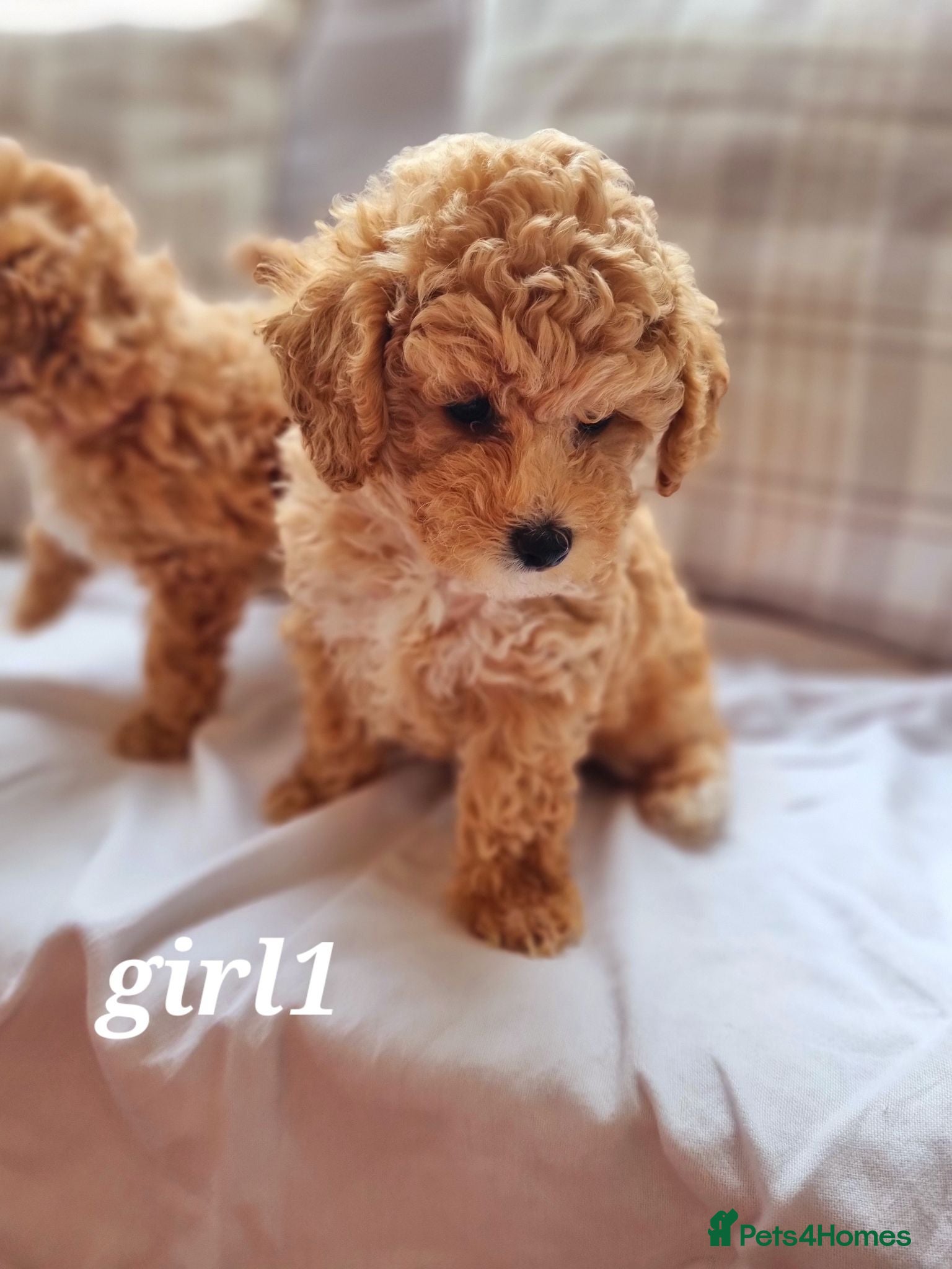 Poochon dogs Beautiful f1 toy poochon puppies  - Advert 2