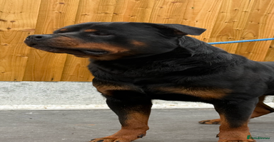 Rottweiler dogs - Advert 10