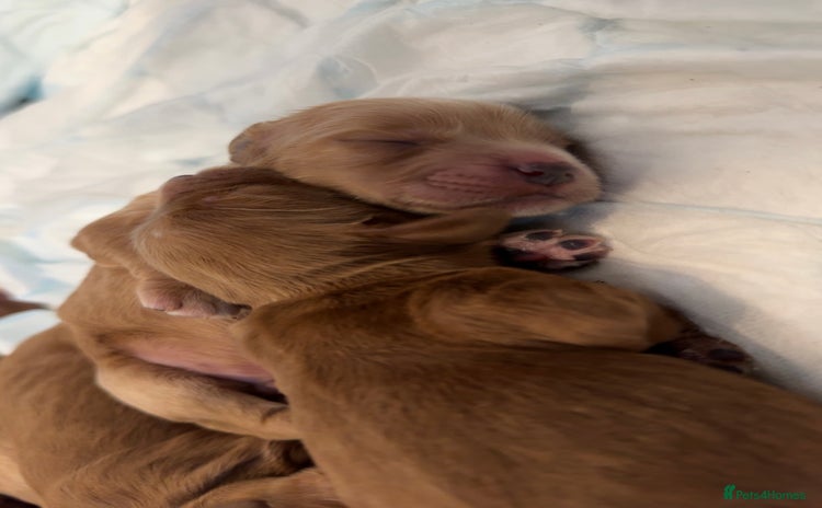 Cockapoo dogs F2 cockapoo puppies 4 boys 2 girls  - Advert 1