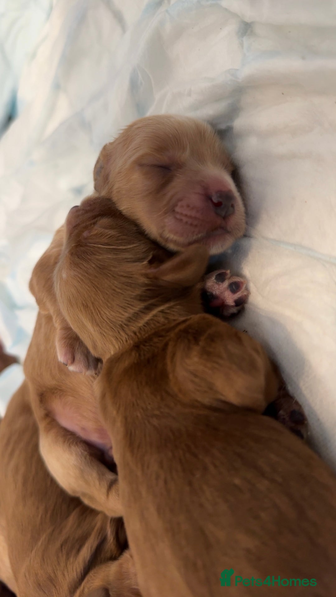 Cockapoo dogs for sale: F2 cockapoo puppies 4 boys 2 girls  - Advert 1