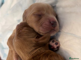 Cockapoo dogs F2 cockapoo puppies 4 boys 2 girls - Advert 2