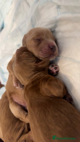 Cockapoo dogs F2 cockapoo puppies 4 boys 2 girls - Advert 2