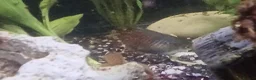 Other/Mixed Breed fish for sale: Tropical fish  - Advert 10