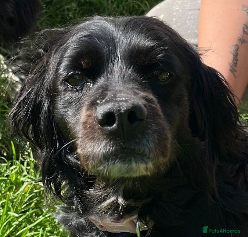 Brittany Spaniel dogs Beautiful Older Brittany Laika - Advert 1