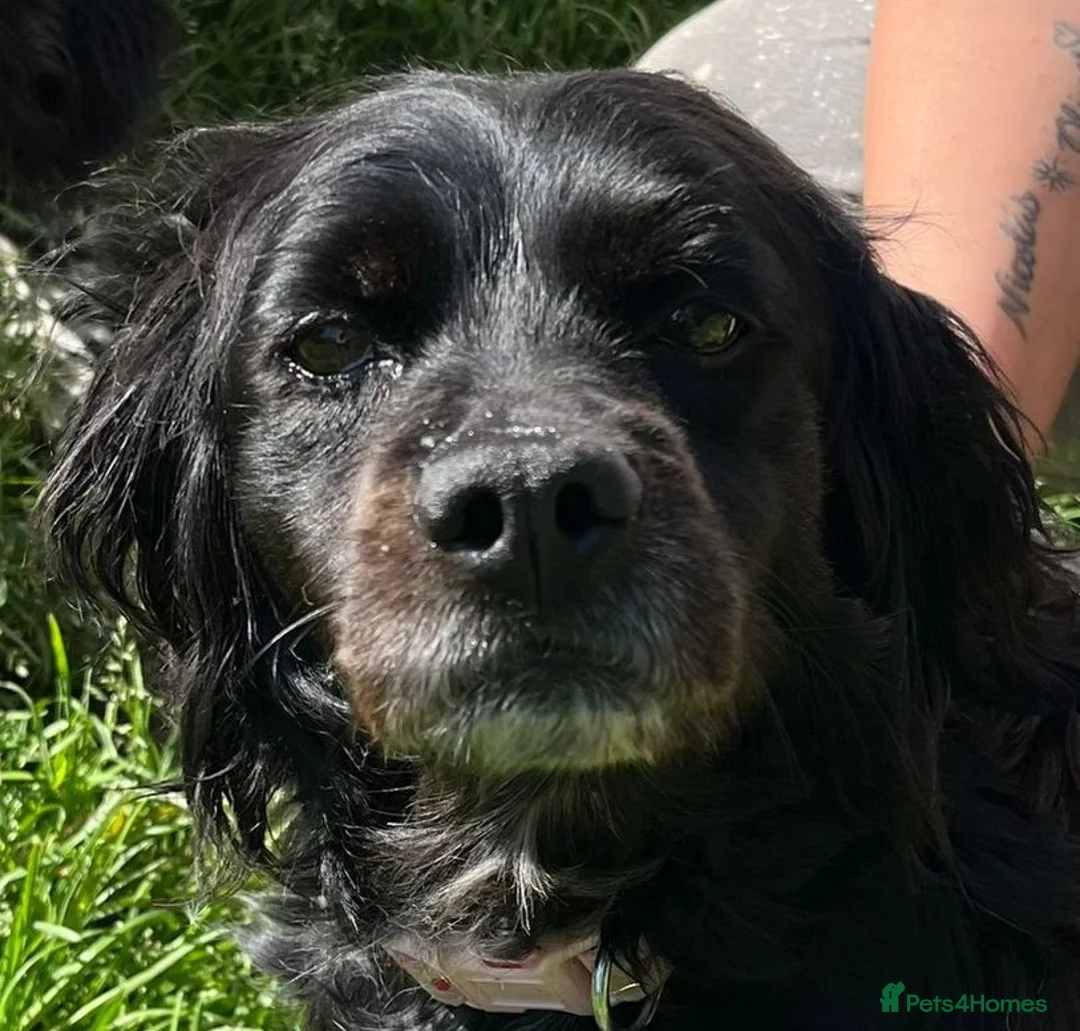 Brittany Spaniel dogs for adoption: Beautiful Older Brittany Laika in Camberley - Advert 1