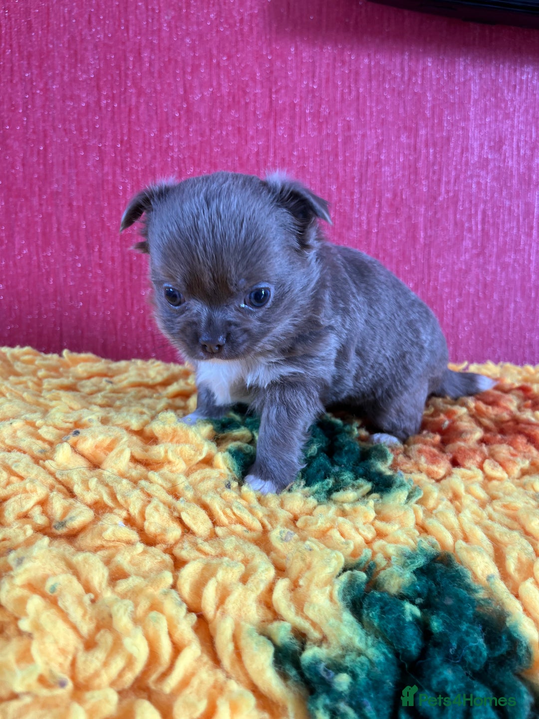 Chihuahua dogs for sale: Handsome KC Chihuahua Boy - Image 3