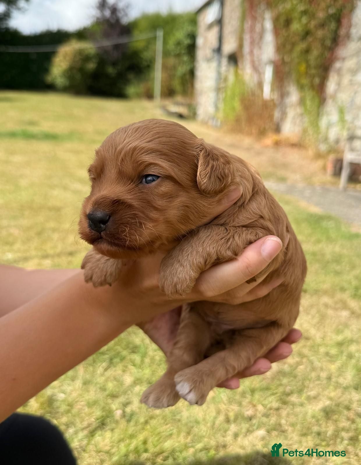 Cockapoo dogs Cockapoo Pups F1 - Advert 2