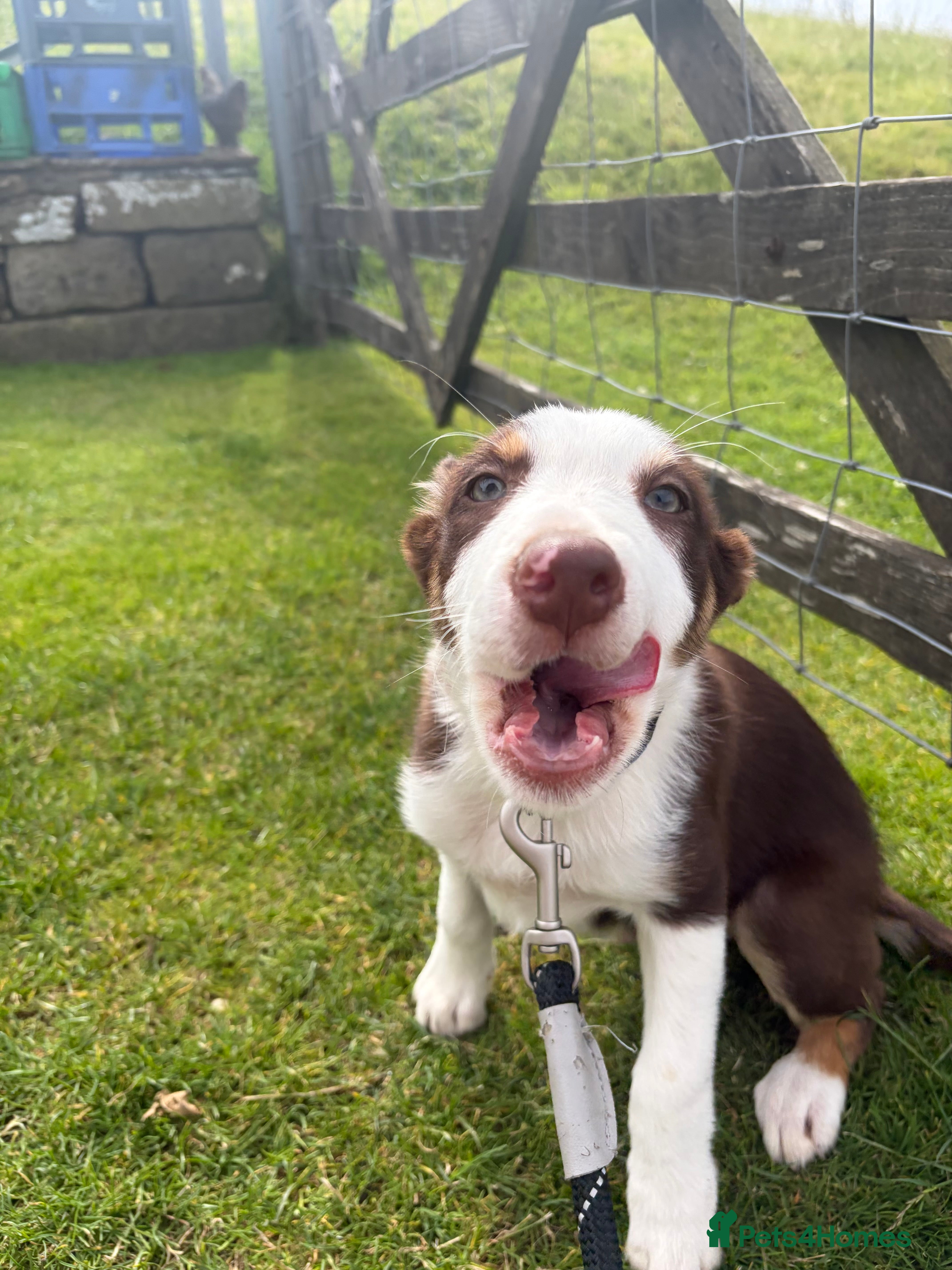 Border Collie dogs 4 Border Collie ISDS Registered Pups for Sale - Advert 2