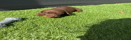 Dachshund dogs for sale: Brown and tan, beautiful little dachshund boy  boy - Advert 3