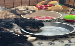 Mixed Breed dogs for sale: Fluffy Lhasa X Puppies – Family Raised! - Image 4