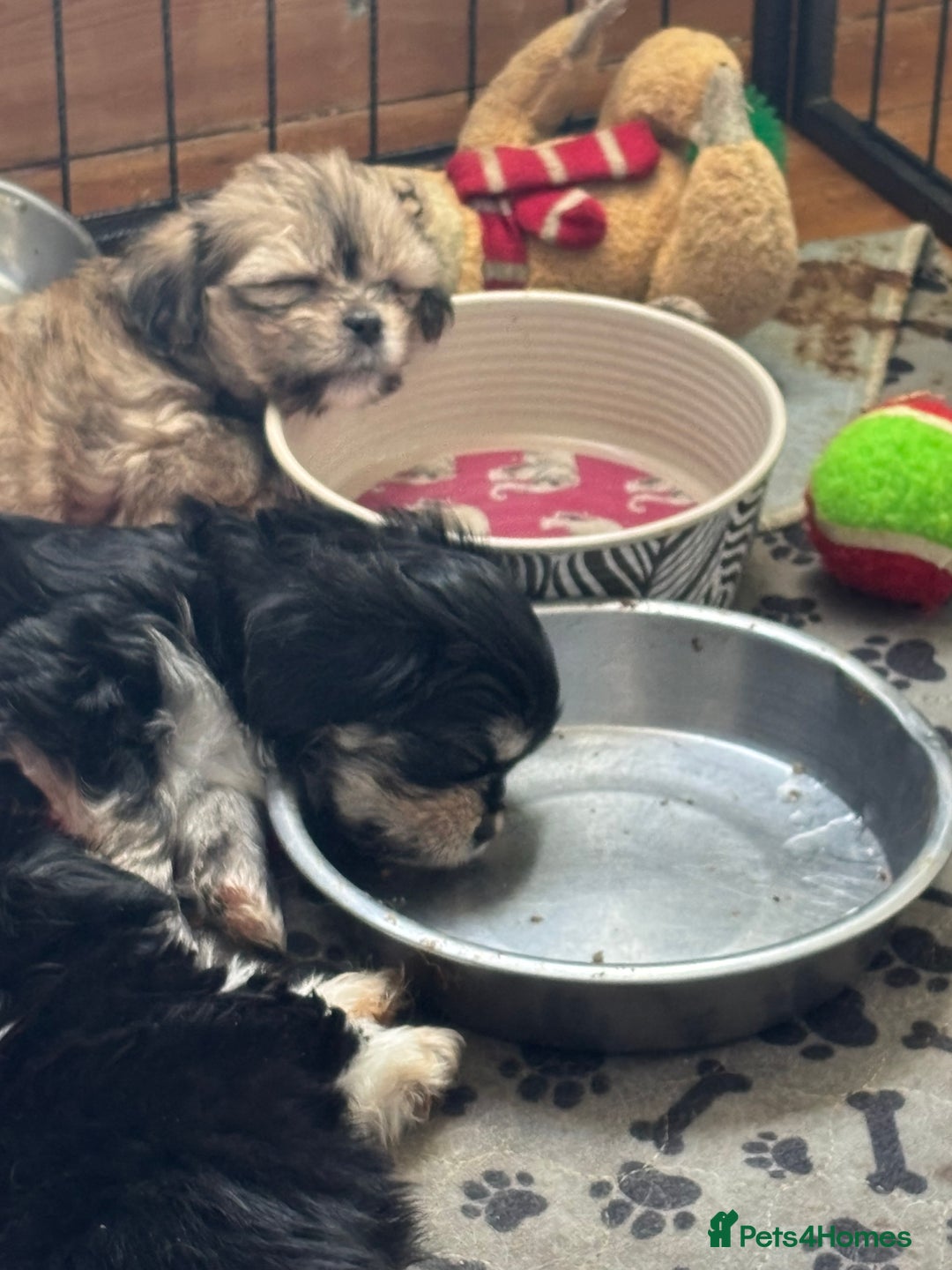 Mixed Breed dogs for sale: Fluffy Lhasa X Puppies – Family Raised! - Image 4