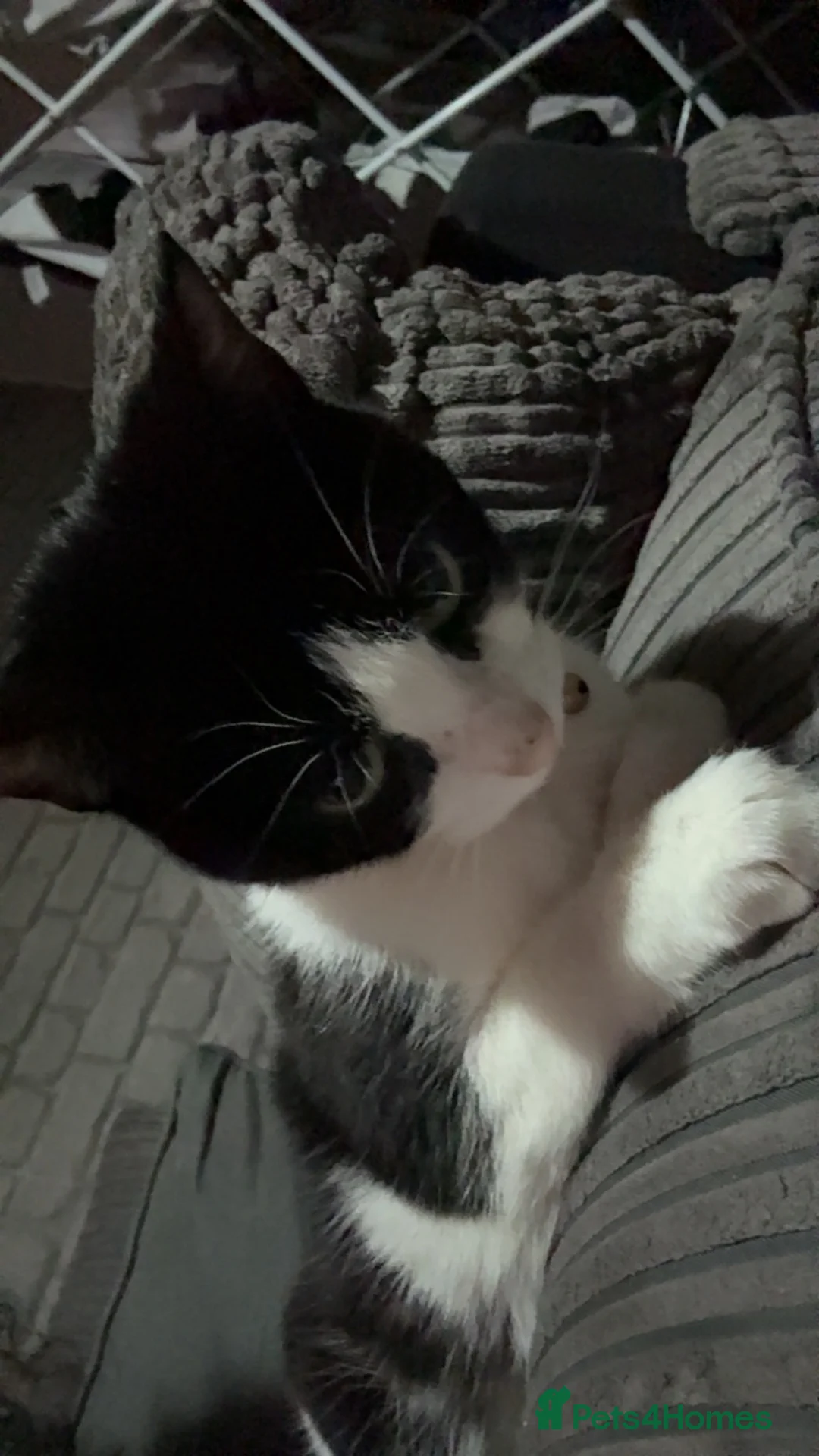 Domestic Shorthair cats for sale: Rehoming my loving cat - Advert 2