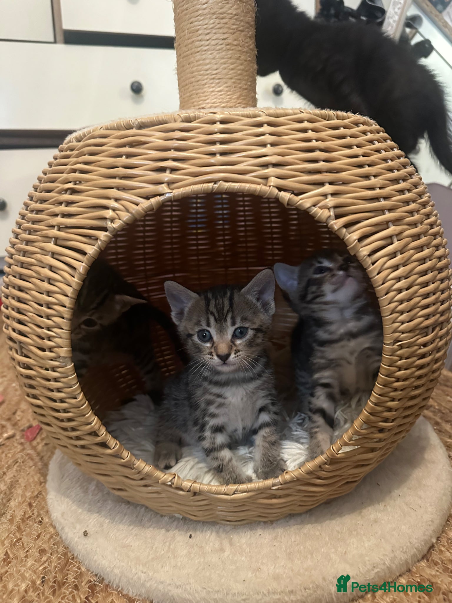 Bengal cats Mixed breed bengal kittens  - Advert 1
