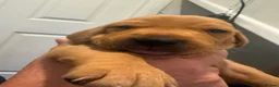 Mixed Breed dogs for sale: Beautiful Vizlador puppies. (Fox Red Lab x Vizsla - Advert 16