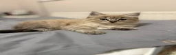 Ragdoll cats for sale: READY NOW! Female mink lynx kittens  - Advert 8