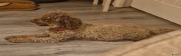 Toy Poodle dogs for sale: Toy poodles puppies fully health tested  - Advert 7