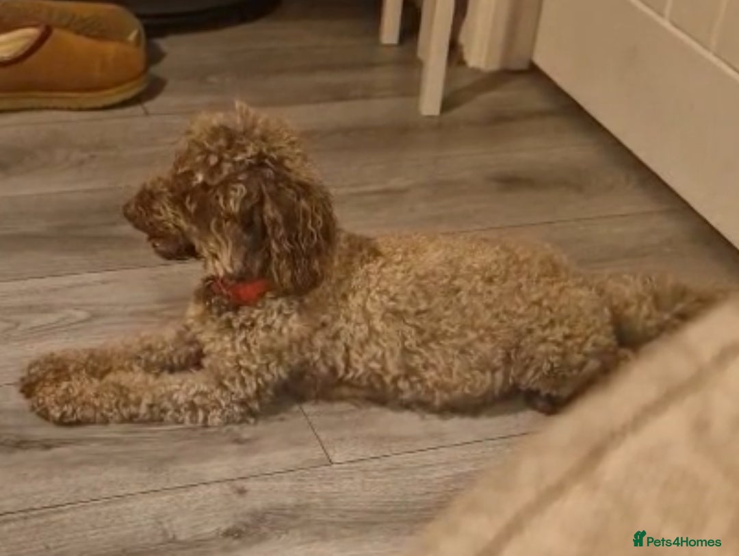 Toy Poodle dogs for sale: Toy poodles puppies fully health tested  - Advert 7