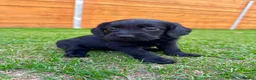 Labradoodle dogs for sale: Labradoodle Babies 🐾🐾🐾 - Advert 10