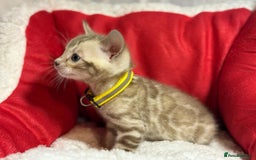 Bengal cats for sale: Bonnies Bengals  - Advert 30