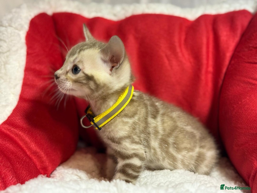 Bengal cats for sale: Bonnies Bengals  - Advert 30