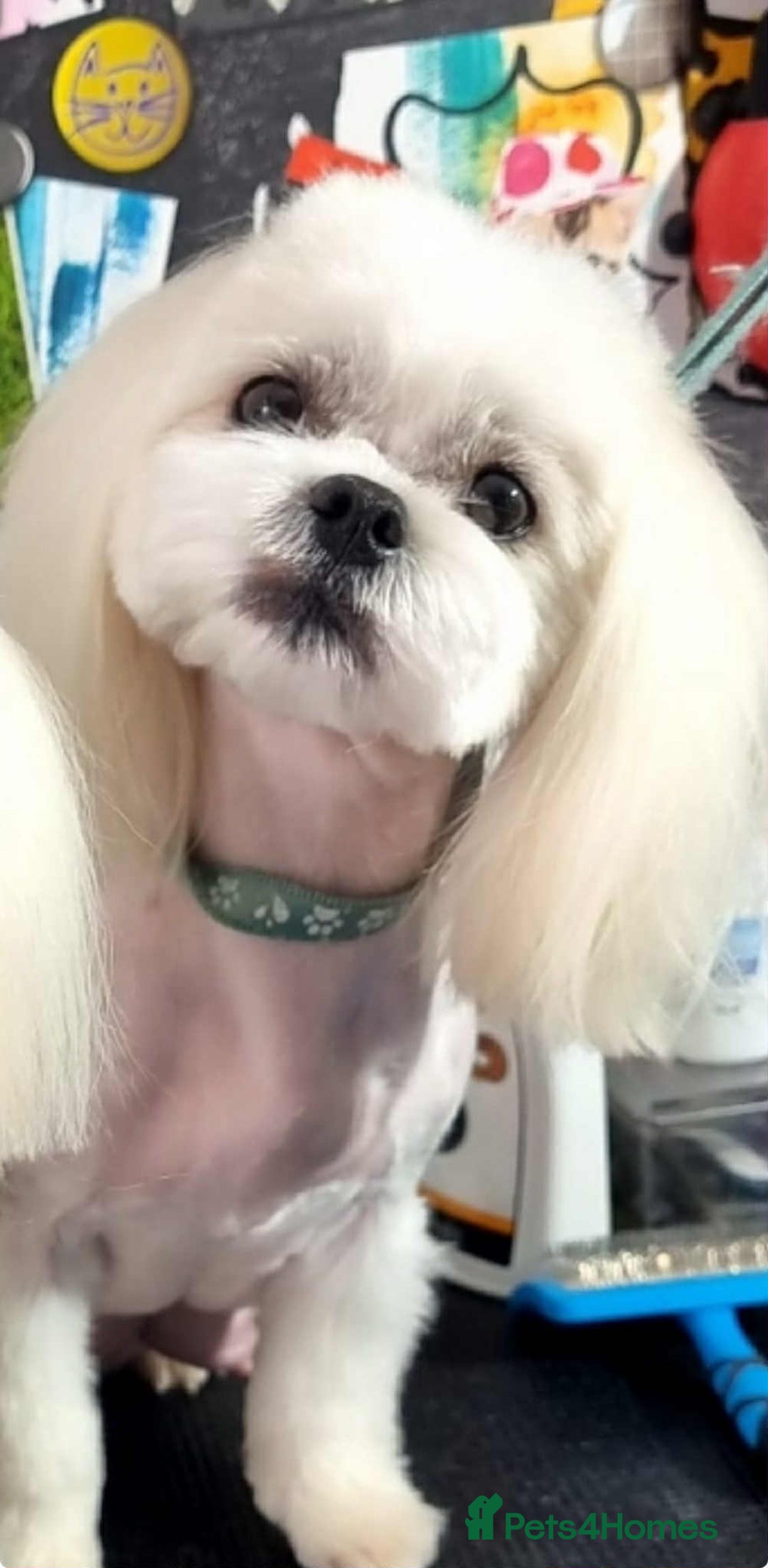 Maltese dogs for sale: Adult pedigree Maltese couple. KC registered. - Advert 7