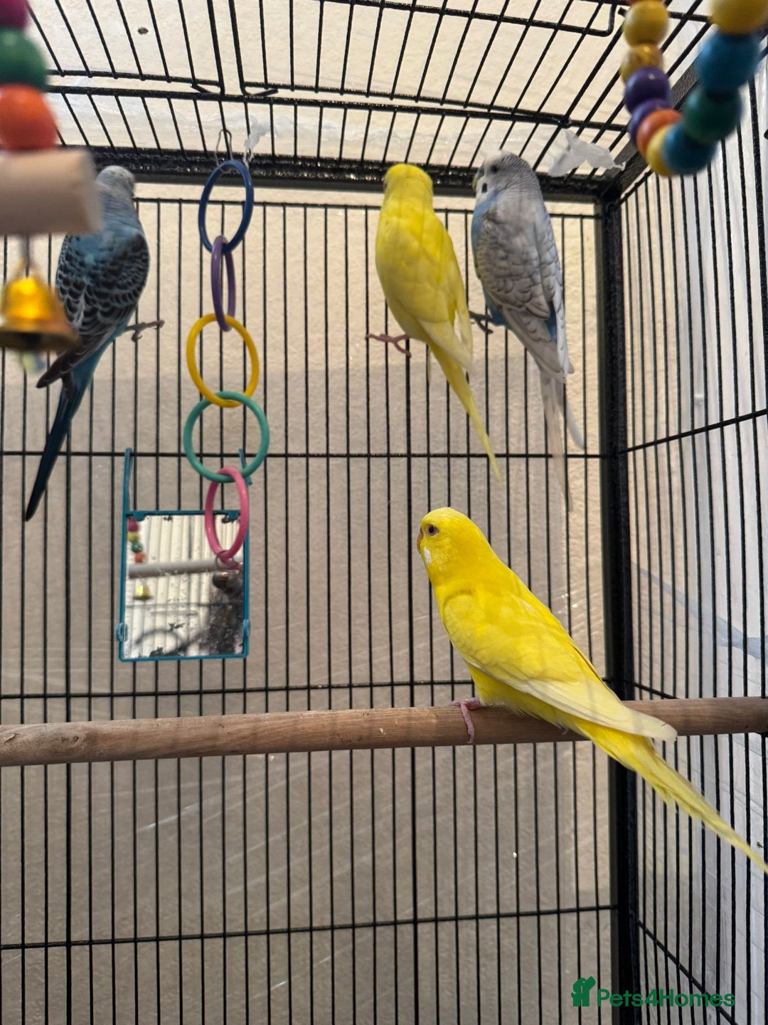 Budgerigars birds for sale: Budgies - Image 2