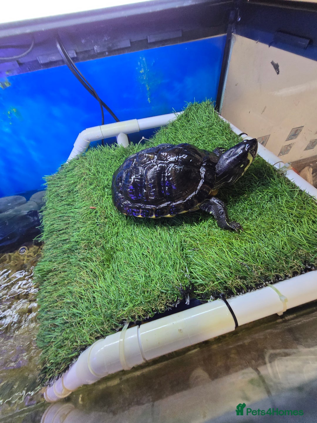 Turtle reptiles for sale: 3x Yellow slider turtles - Image 8