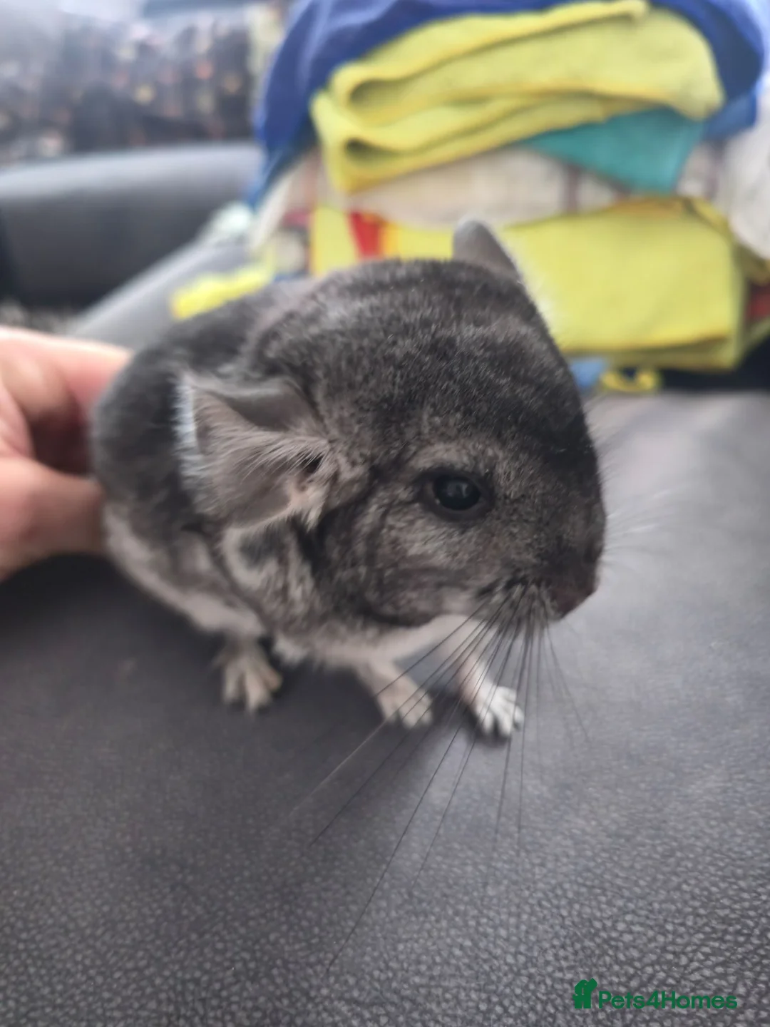 Chinchilla rodents for sale: Chinchillas for sale  - Advert 4