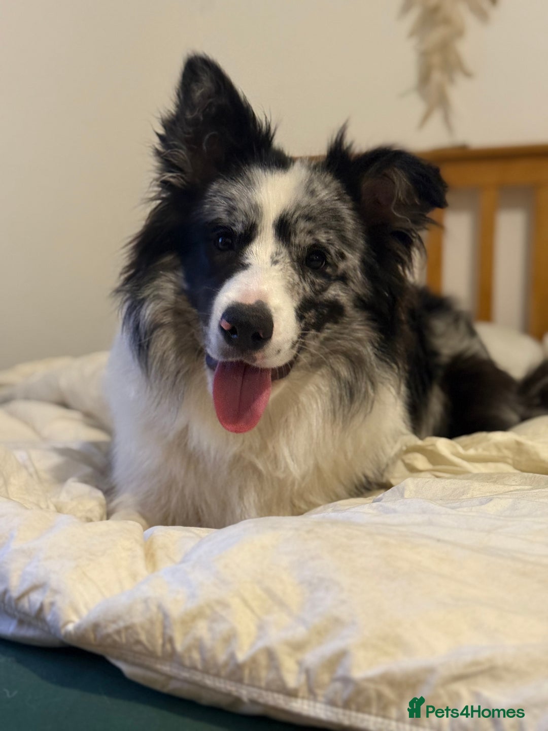 Border Collie dogs for sale: 9 Month old KC Reg, Show Line, Male Border Collie - Advert 3
