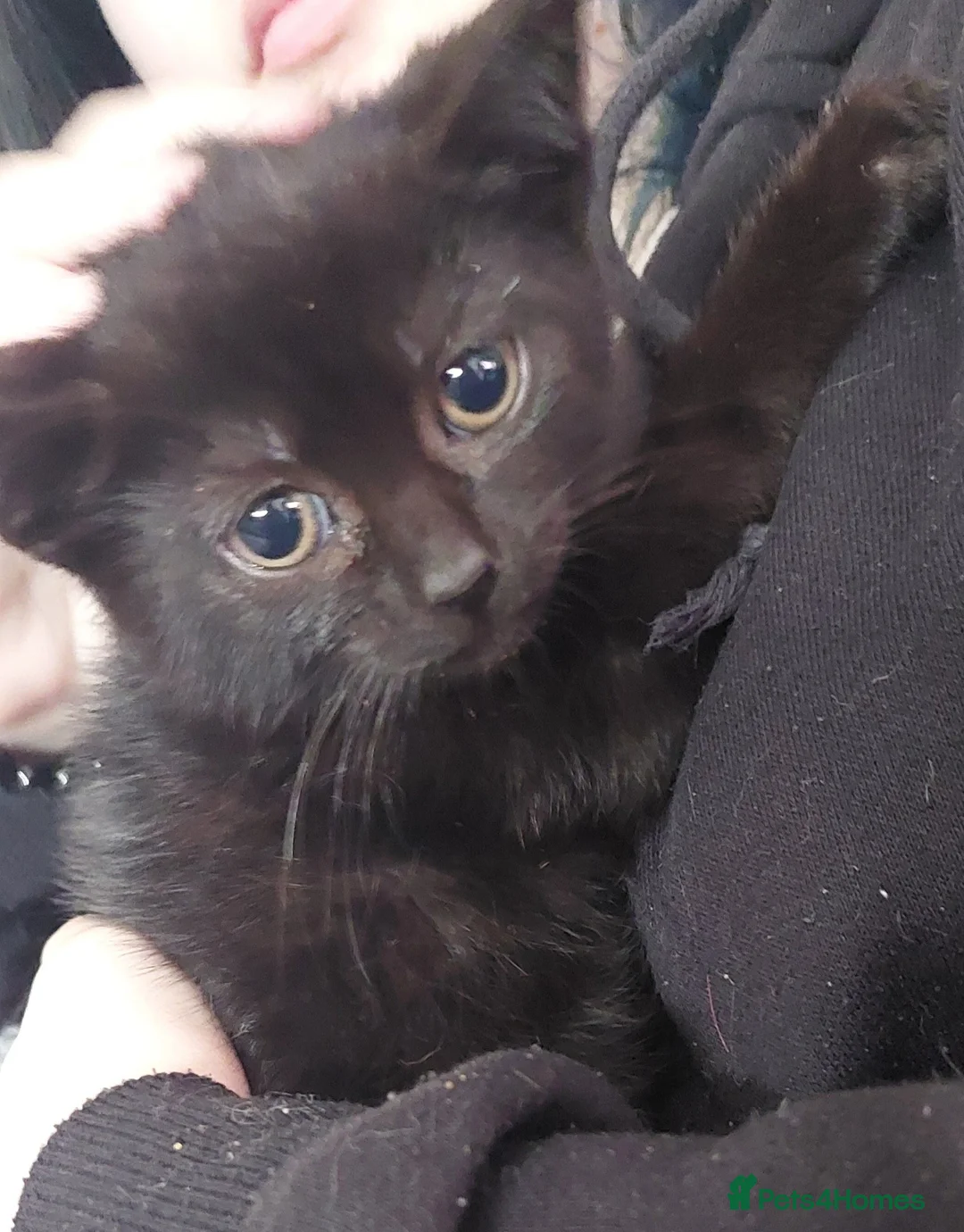 British Shorthair cats for sale: 5 kittens ready to rehome - Advert 9