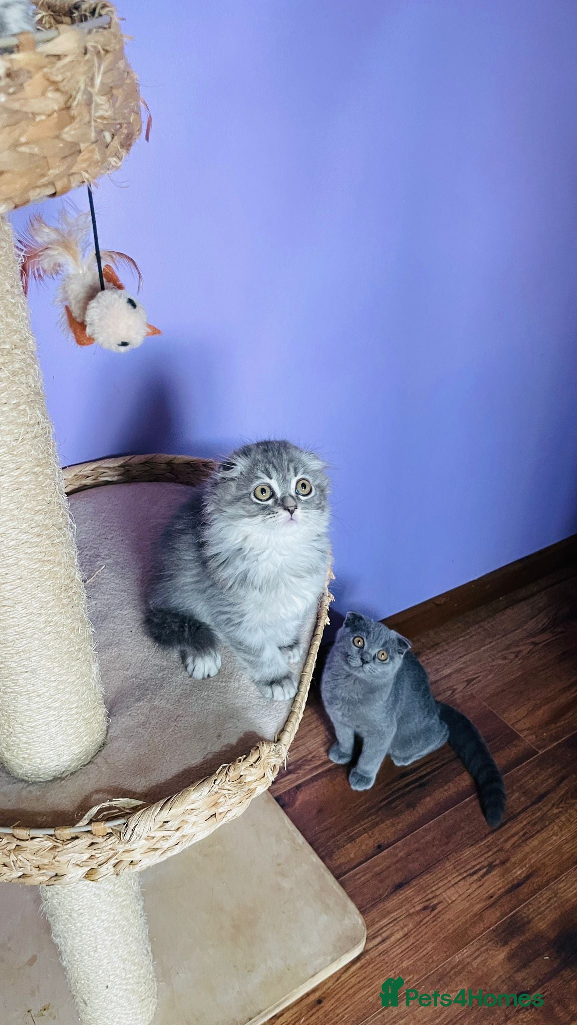 Scottish Fold cats 2 left kitties looking for new homes ❤️❤️ - Advert 7