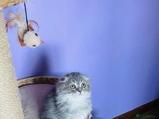 Scottish Fold cats 2 left kitties looking for new homes ❤️❤️ - Advert 5