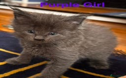 Maine Coon cats for sale: Purebred Blue Maincoon Kittens  - Image 2