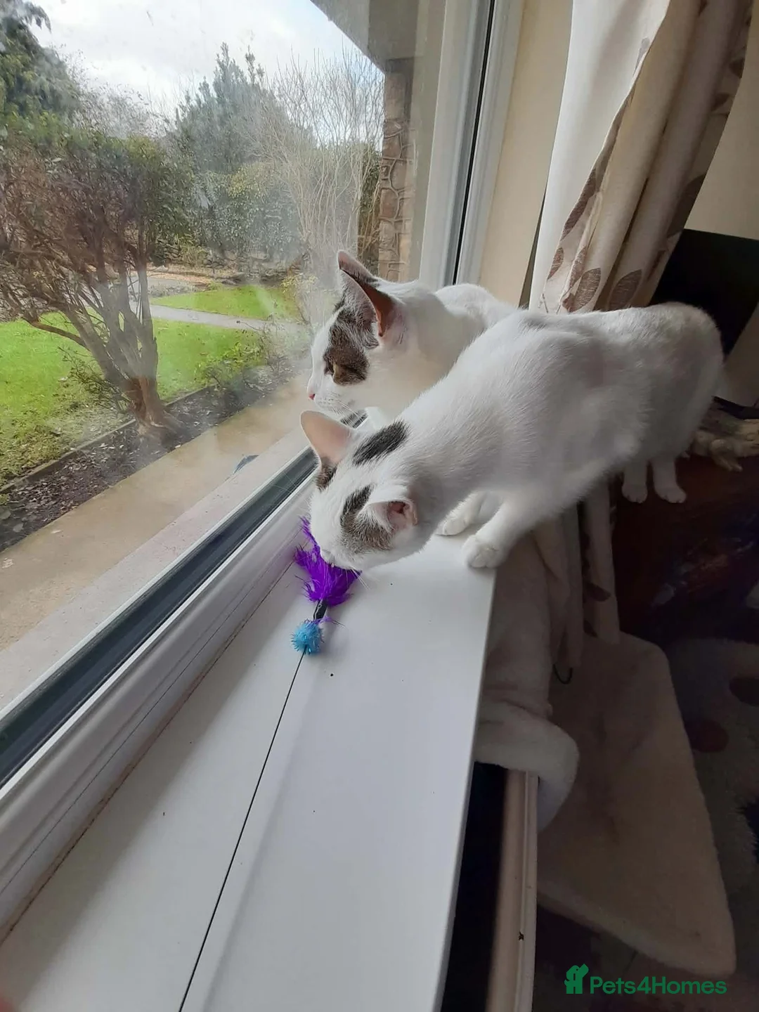 Mixed Breed cats for adoption: Beautiful Keanu and snow  - Advert 8