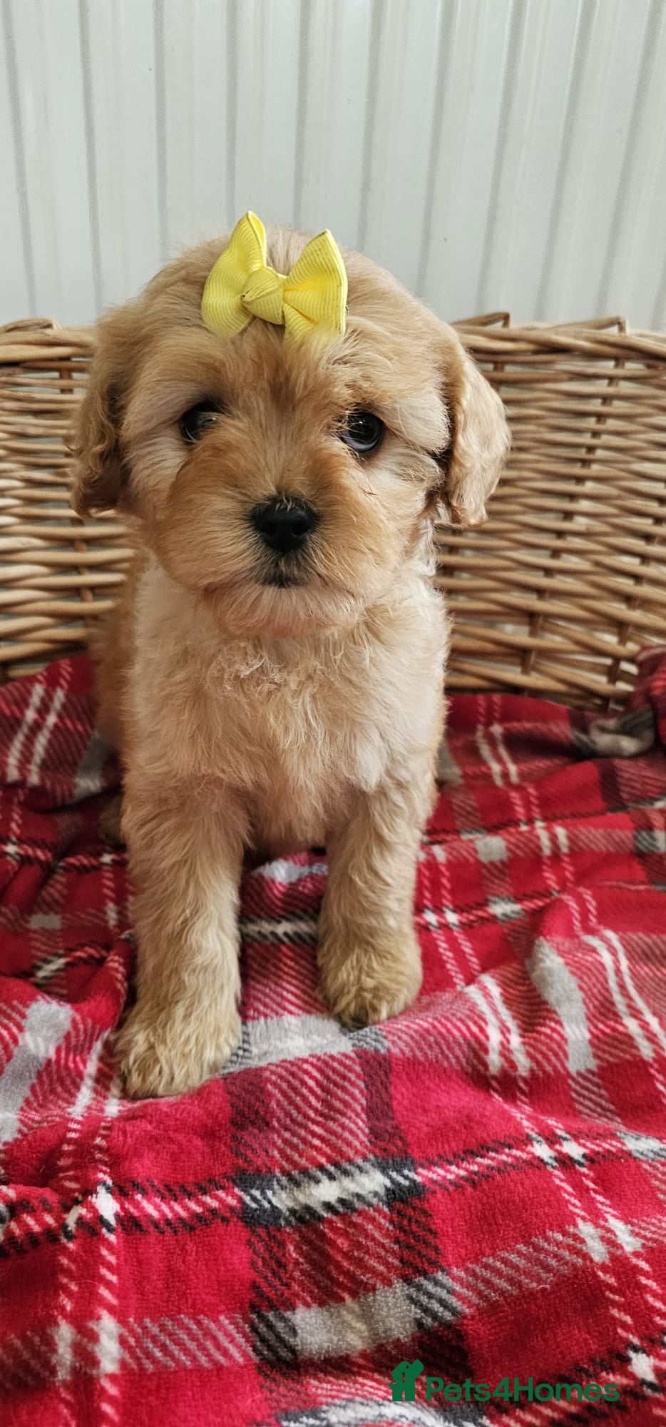 Cavapoochon dogs Ready now vet checked report will be given  - Advert 2