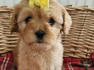 Cavapoochon dogs Ready now vet checked report will be given - Advert 3