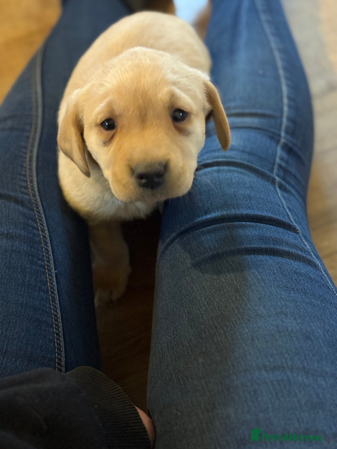 Labrador Retriever dogs for sale: 🐶KC Registered Labradors 🐶 - Advert 16