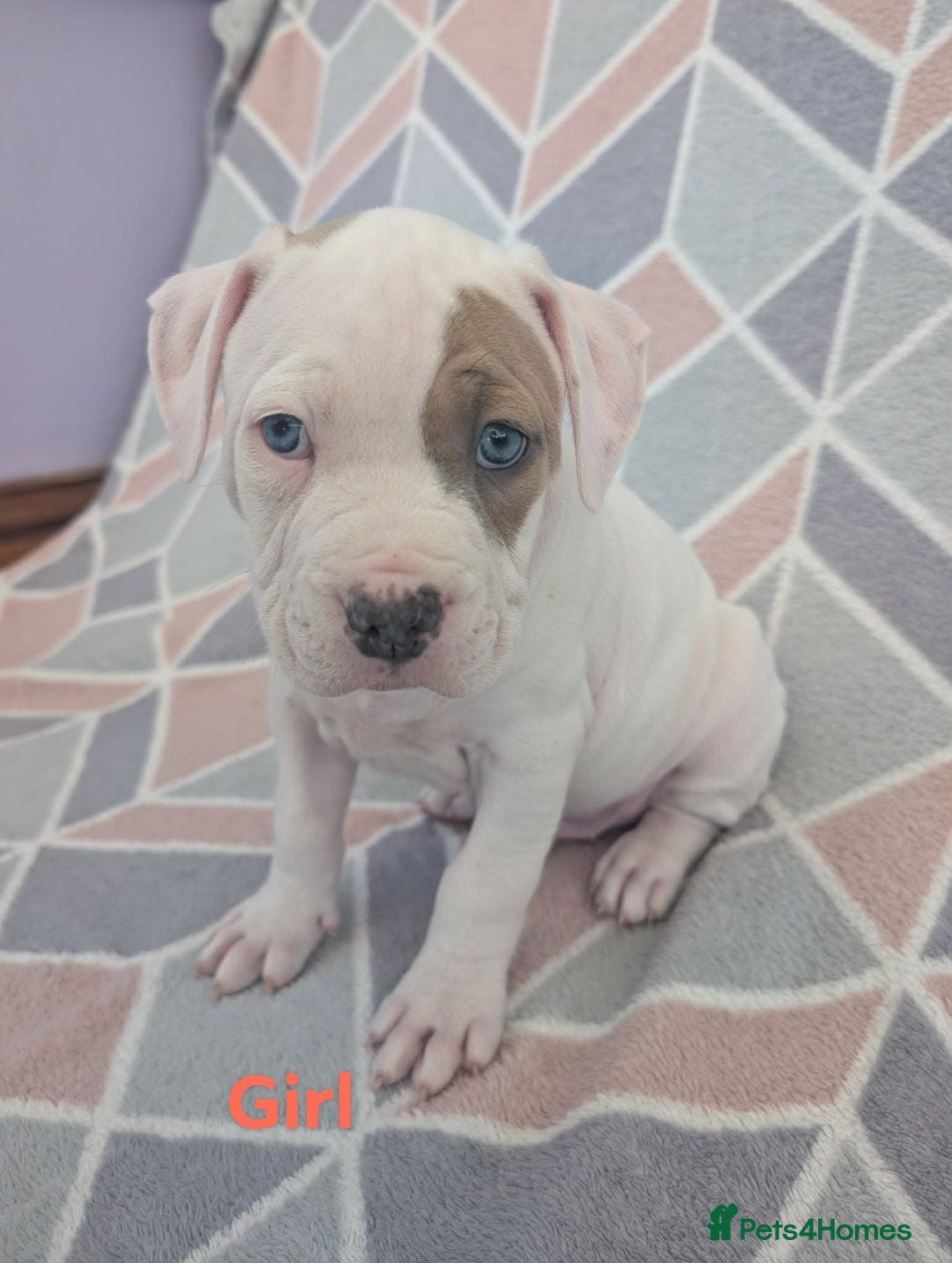 American Bulldog dogs American bulldogs  - Advert 2