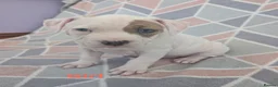 American Bulldog dogs for sale: American bulldogs  - Advert 1