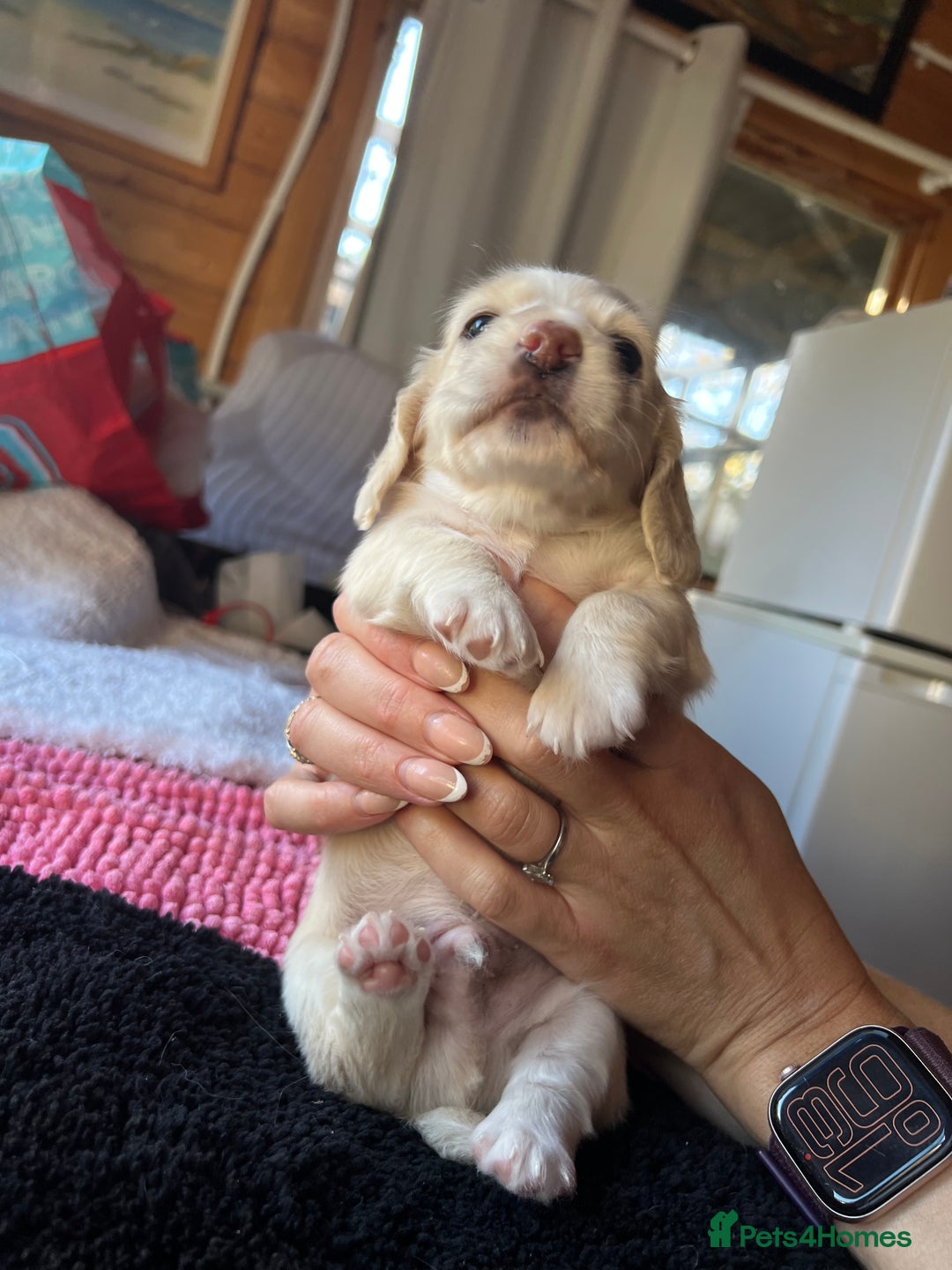 Dachshund dogs for sale:  Cream long haired miniature Dachshund - Image 19