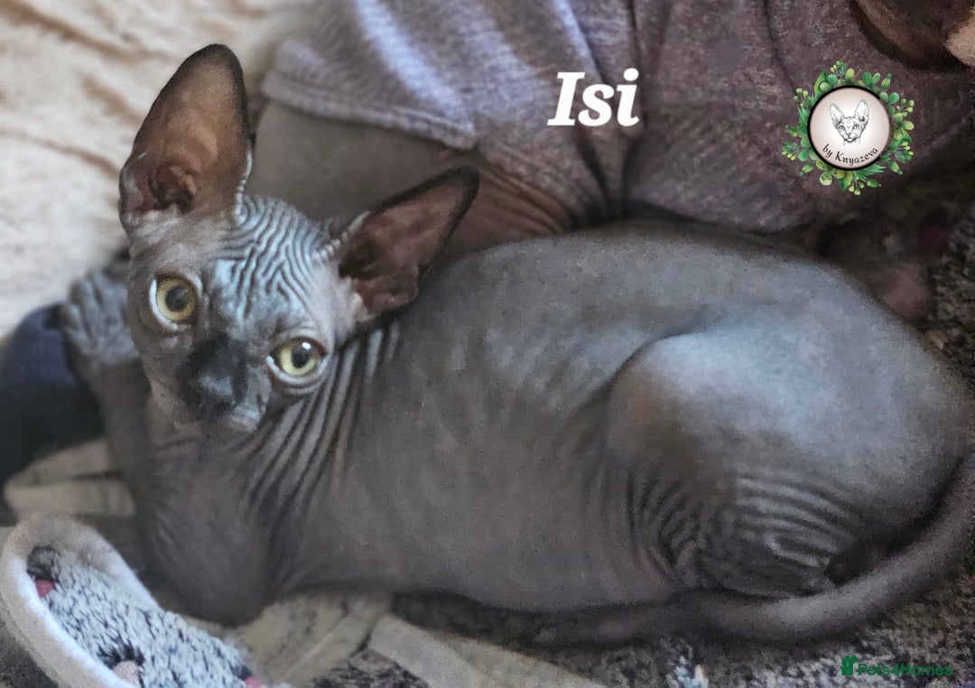 Sphynx cats for sale: Adorable Canadian Sphynx – Champion line - Image 10