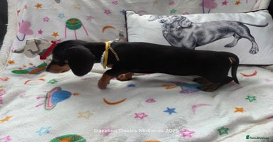 Miniature Dachshund dogs - Advert 5