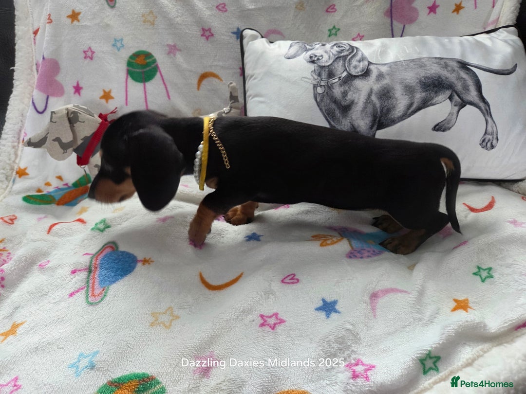 Miniature Dachshund dogs for sale: Shorthaired Minature Daschunds READY TO LEAVE NOW - Image 2