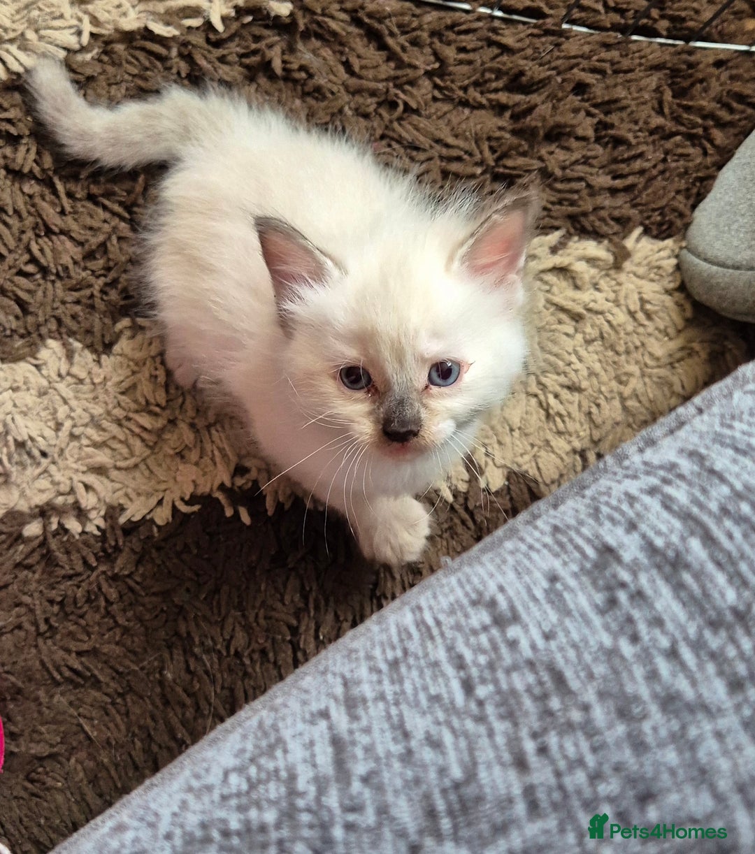 Turkish Angora cats for sale: Turkish angora  - Image 8