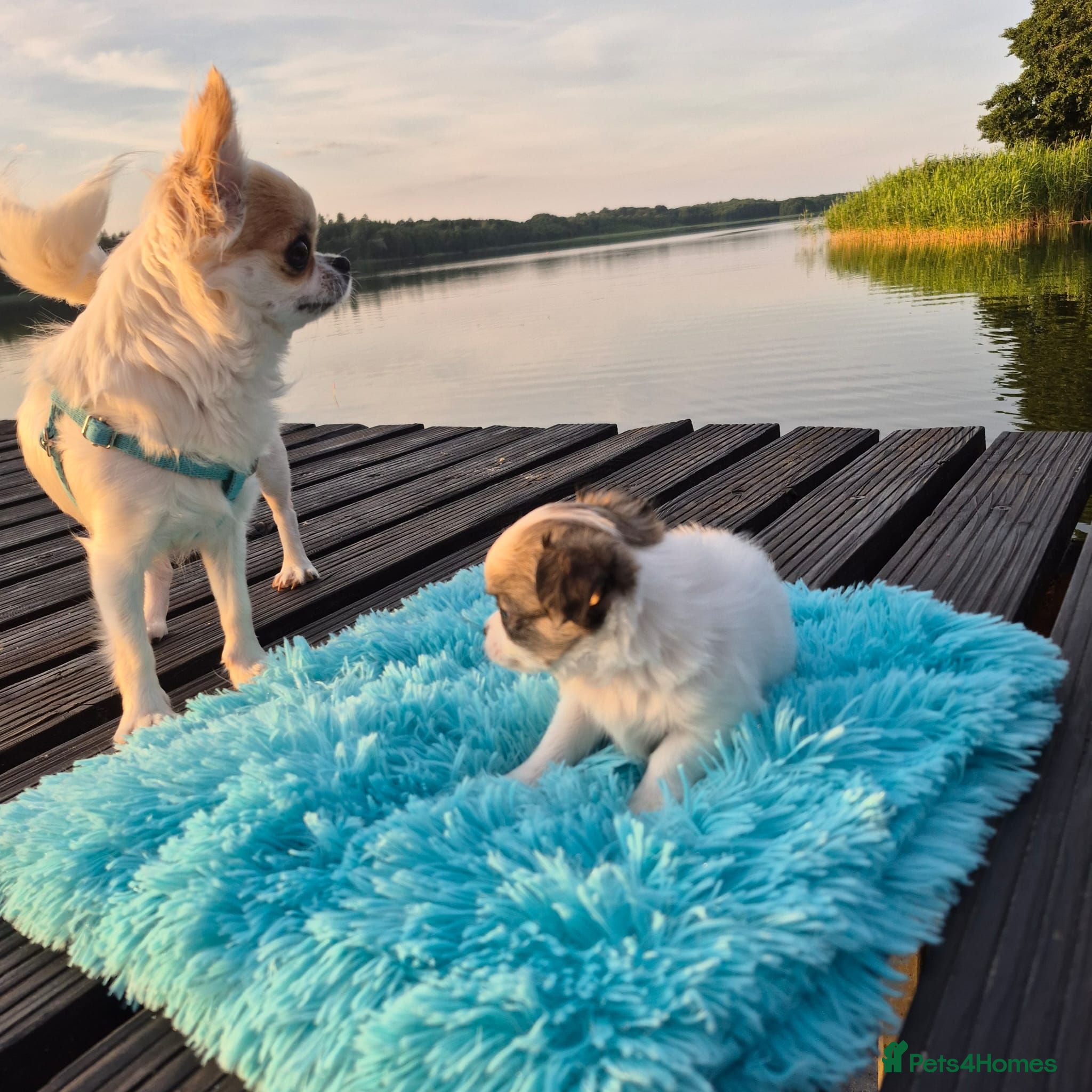 Chihuahua dogs Stunning Long-Haired Chihuahua Puppies - Advert 1