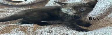 Mixed Breed 3