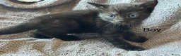Mixed Breed cats for sale: 3 Beautiful Kittens — Ready for Loving Homes in Mitcham - Advert 5