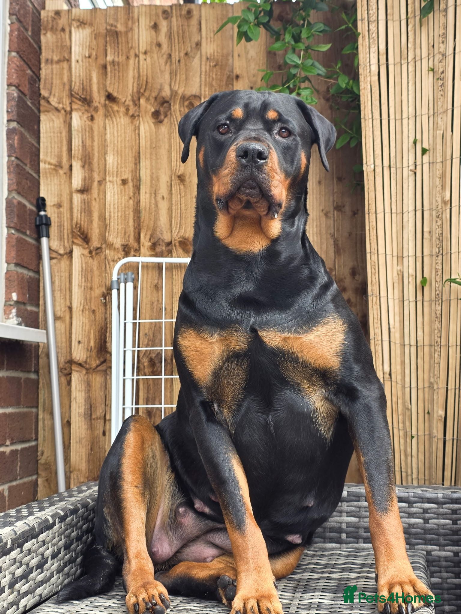 Rottweiler dogs Rottweiler puppies  - Advert 2