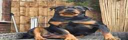 Rottweiler dogs for sale: Rottweiler puppies  in Saint Helens - Advert 1