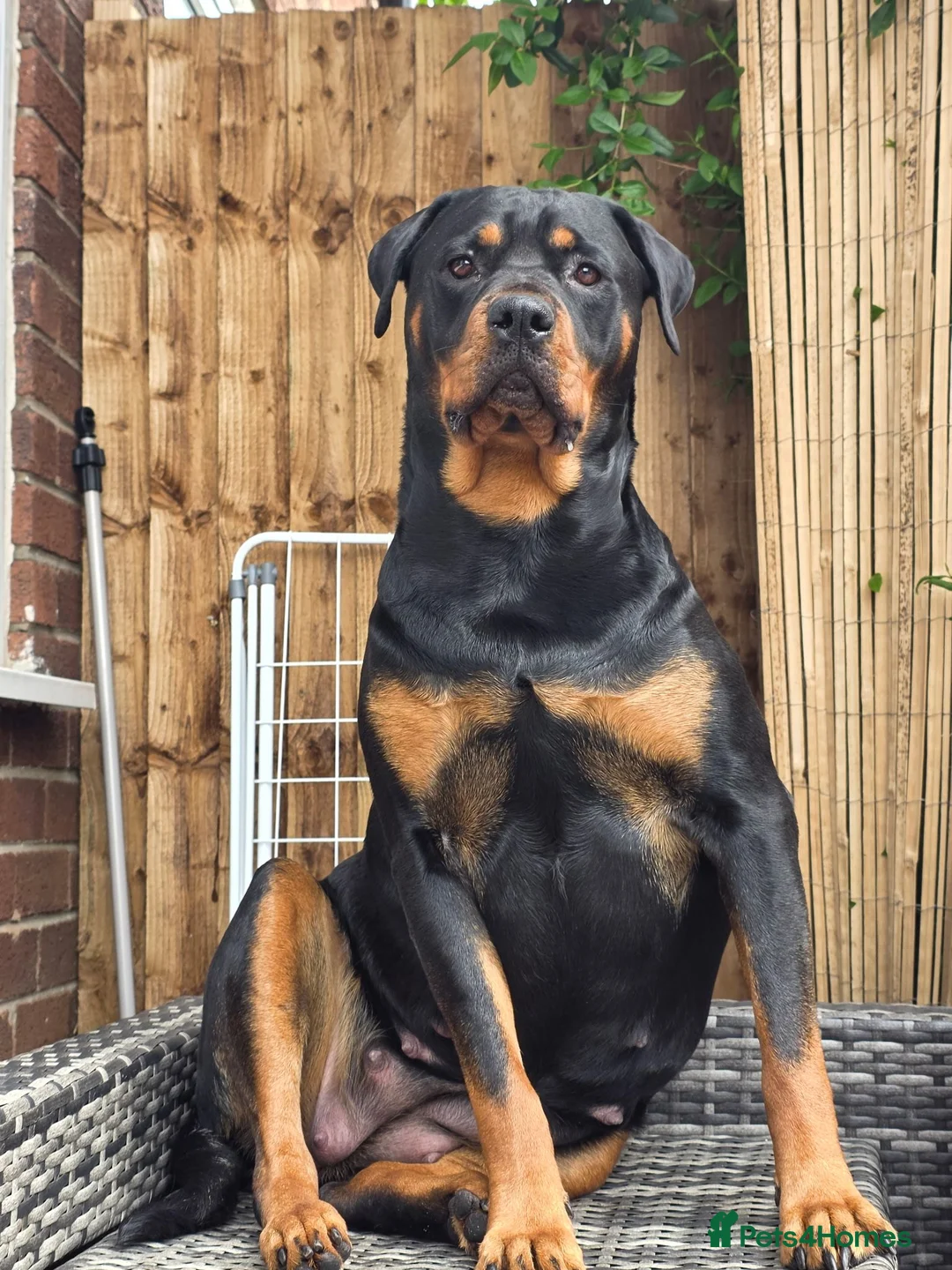 Rottweiler dogs for sale: Rottweiler puppies  in Saint Helens - Advert 1